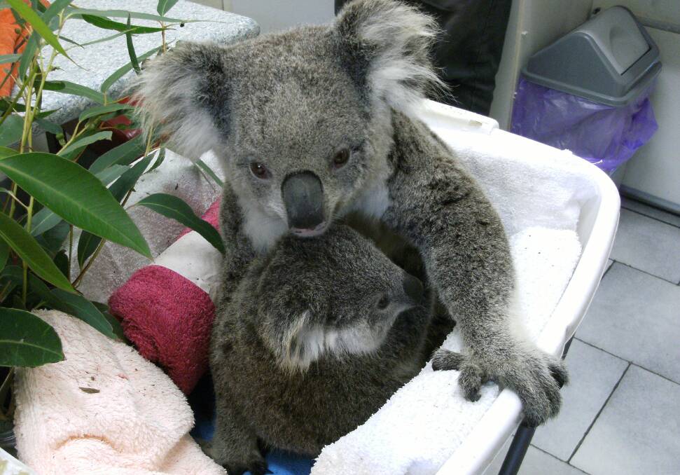 IN CARE: The Koala Koalition was set to with its goal being to protect and grow the koala population in Port Stephens. Picture: Supplied