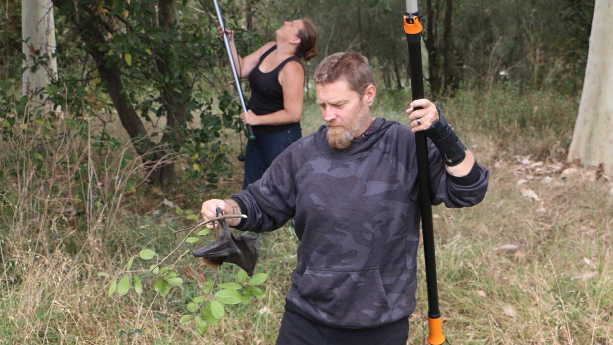 RESCUE EFFORT: WINC volunteers saving some of the dehydrated flying foxes in Raymond Terrace.