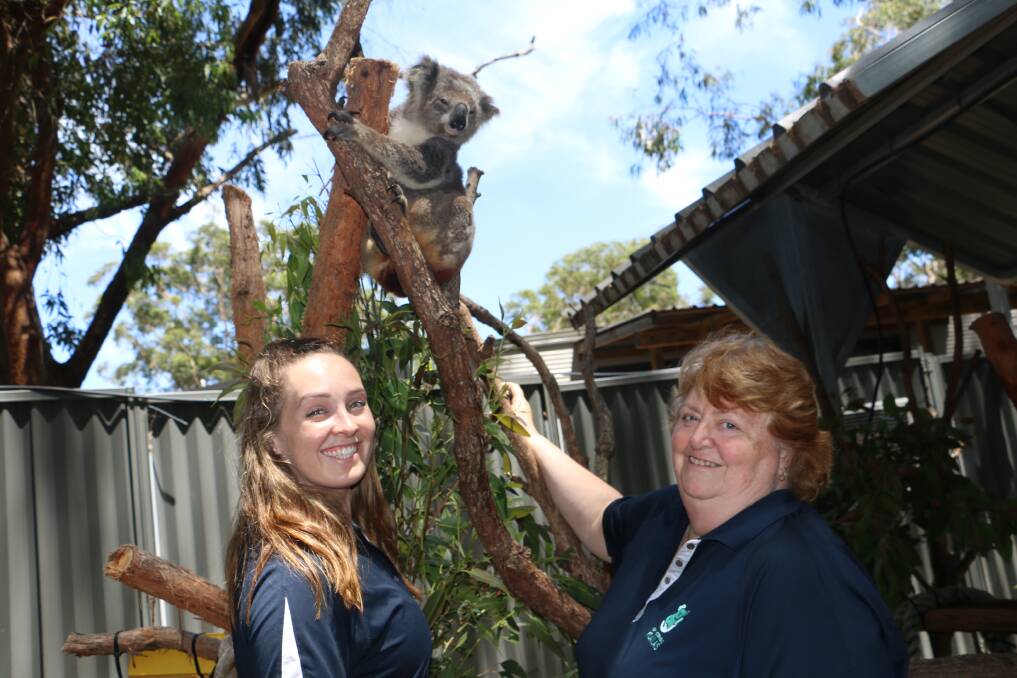 SANCTUARY: Latty the koala being cared for at the Anna Bay sanctuary by Port Stephens Koalas volunteer Jo Holmquest (right) and curator Erica Johnstone.