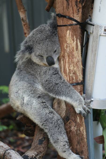 IN CARE: SES Maree, rescued by Port Stephens Koalas from the nearby Mambo Wetlands, in care at the One Mile sanctuary.