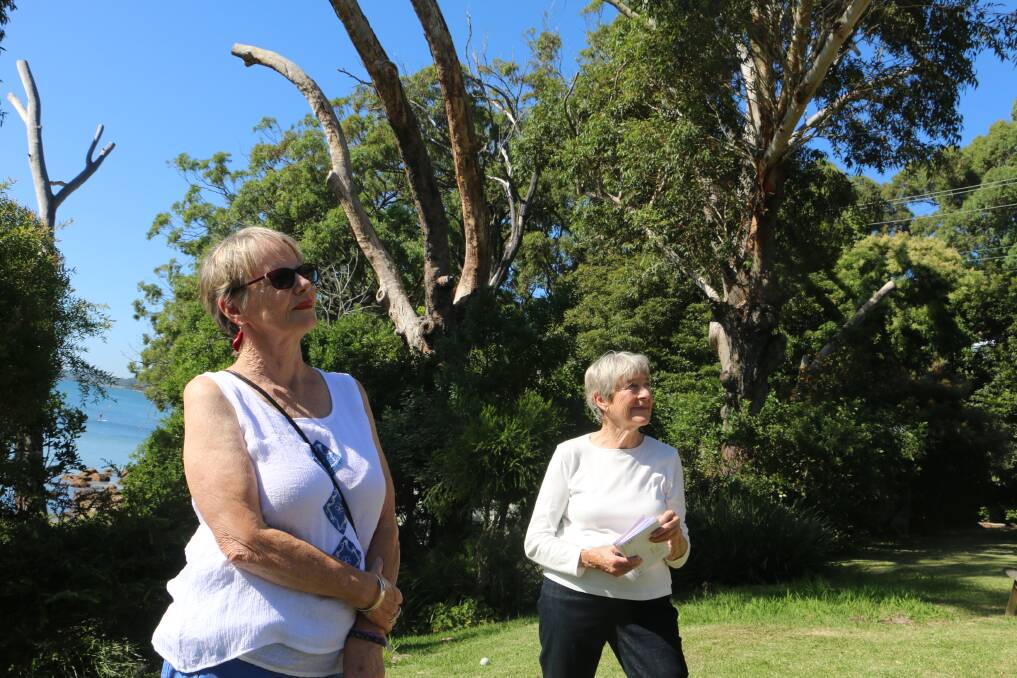 SAVE THE TREES: Roz Armstrong (left) with Jean Armstrong admiring a clump of trees, some aged well over 100 years, around Soldiers Point.
