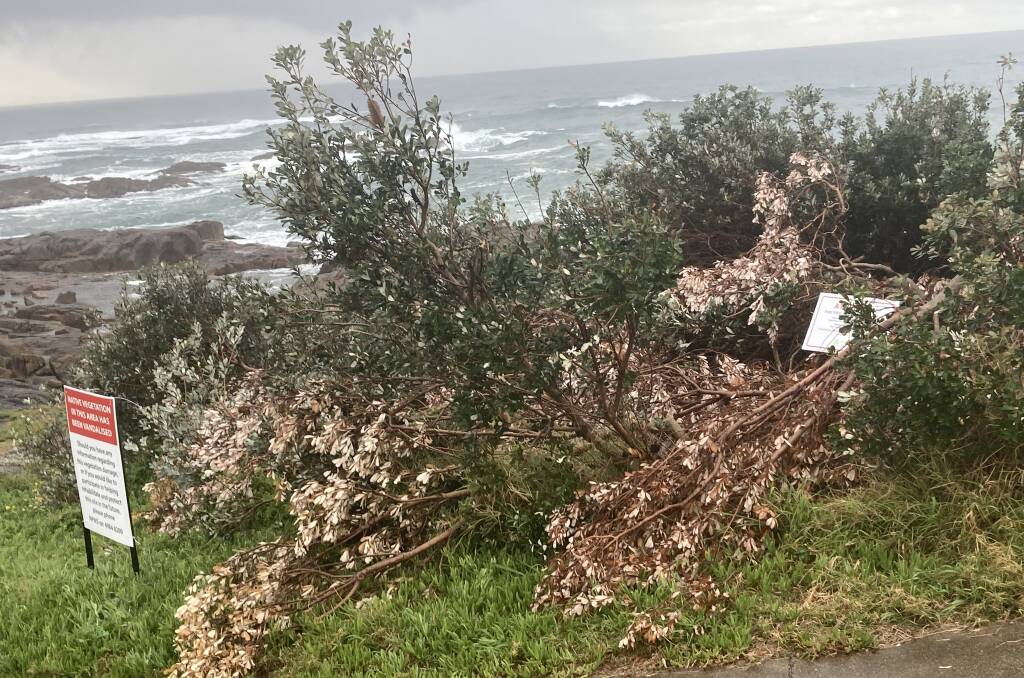 VANDALISM: Image shows damaged trees at Birubi Point which prompted the National Parks and Wildlife Service to erect its 'vandalism' sign. Anyone with information is urged to contact NPWS on (02) 4984 8200.