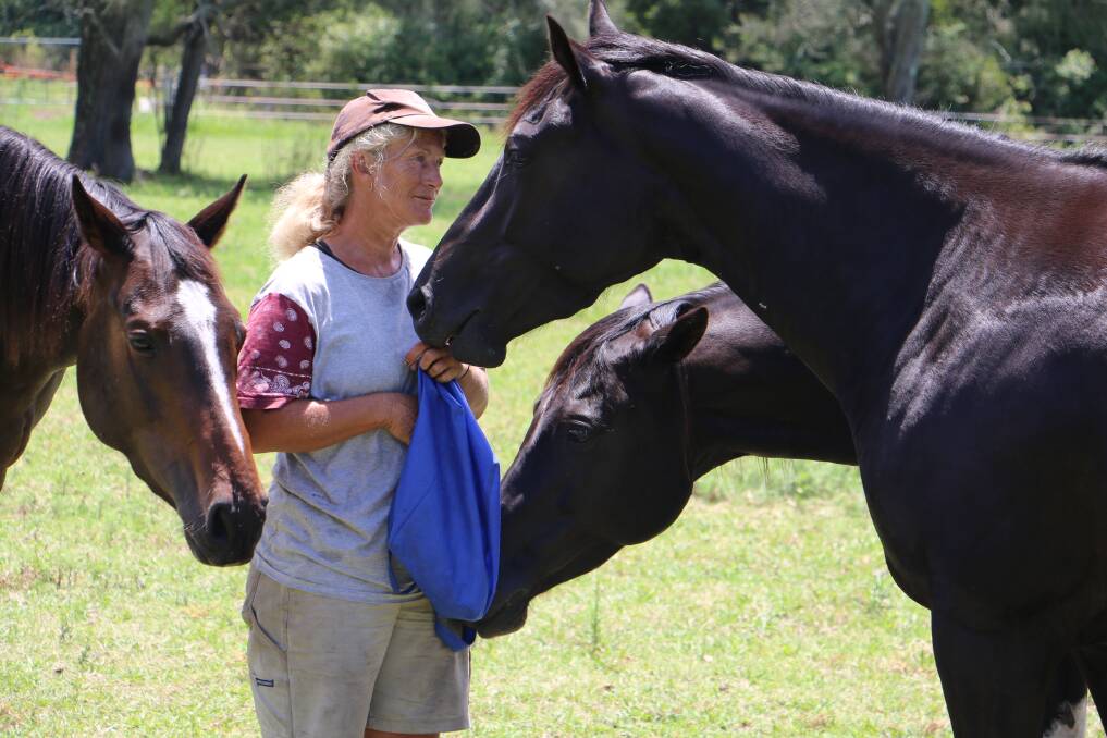 HORSE WHISPERER: Debbie Barber tends to three of the 15 horses she has in care at her Anna Bay sanctuary.