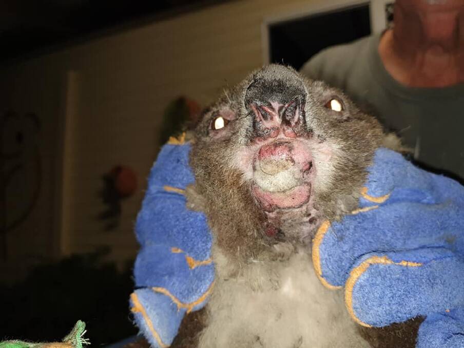 SEVERE BURNS: Wuginni had to be euthanised because her burns from the Mambo wetlands bushfire on December 10 were too severe for survival. Picture: Port Stephens Koalas