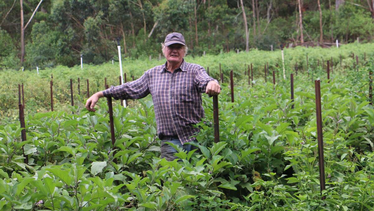 CROPS: Stan Hall has been growing crops at his Nelson Bay Road farm for nearly four decades.