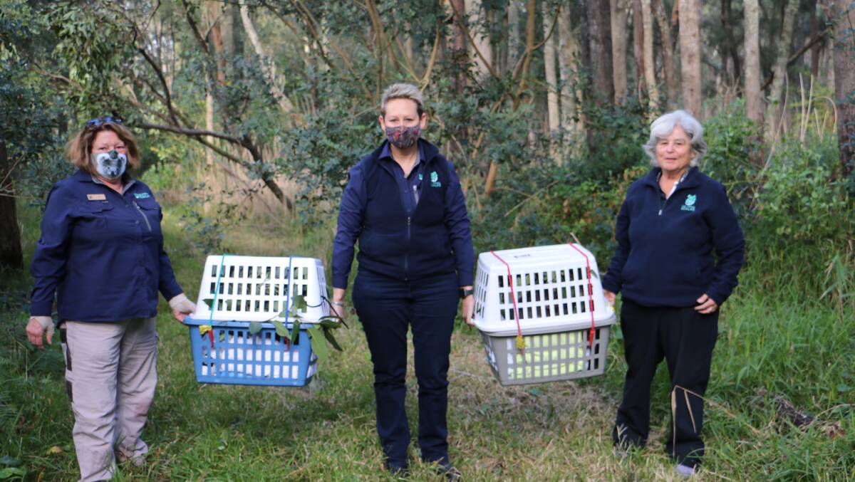 The koalas are ready for release. Picture are volunteers Joanne Smith, Leah Anderson and Sandy Tawa.