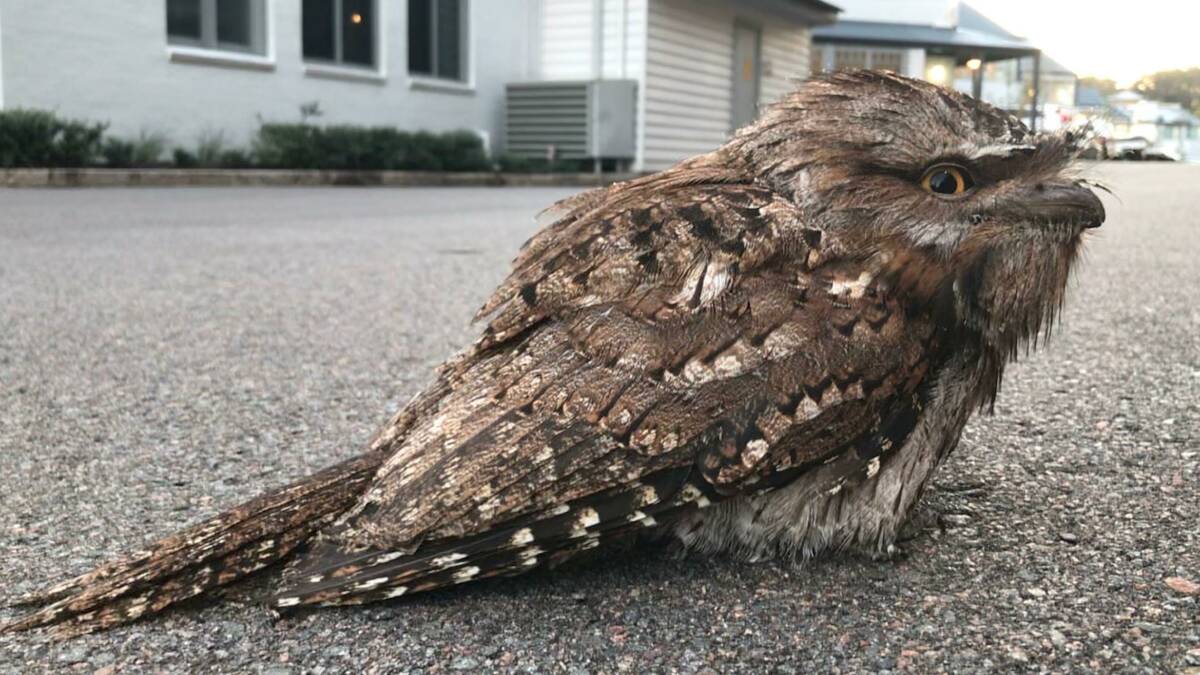 POISON: The tawny frogmouth which passed away at the Salamander Bay Vet Clinic from a suspected secondary poisoning. Picture: Supplied