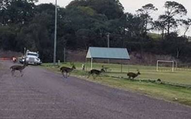 CULL PROPOSED: A herd of deer near a section of Newline Road in Raymond Terrace last year. Picture: Supplied