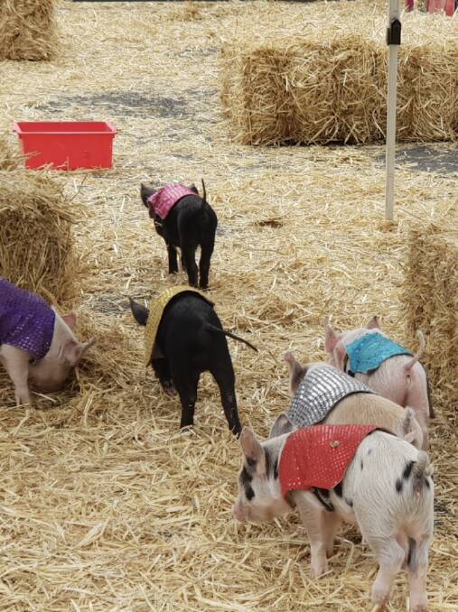 JOIN THE FUN: The popular pig racing will be returning to Anna Bay Tavern on Sunday, March 7, raising money for Country Hope charity. Picture: Supplied