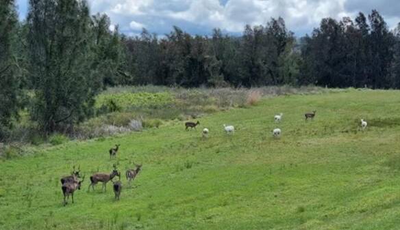 Residents report a growing wild deer problem in the Irrawang swamp area off Newline Road. Picture: Supplied