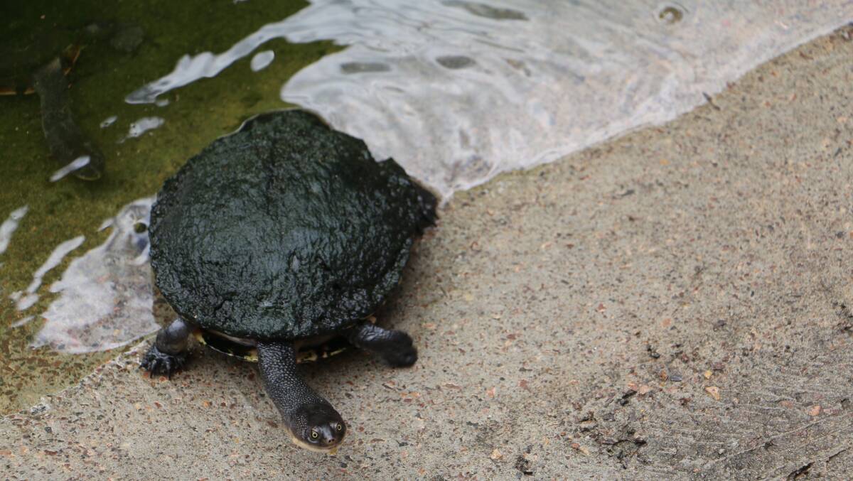 SAVED: One of the saved turtles in the turtle enclosure at the Shark & Ray Rescue Centre.