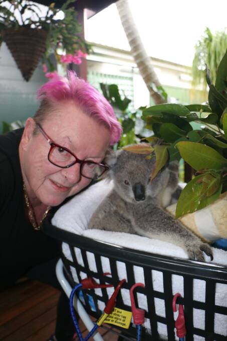 RESCUED: The Port's longest serving koala carer Sue Swain with Medowie Bindi at her Anna Bay home.