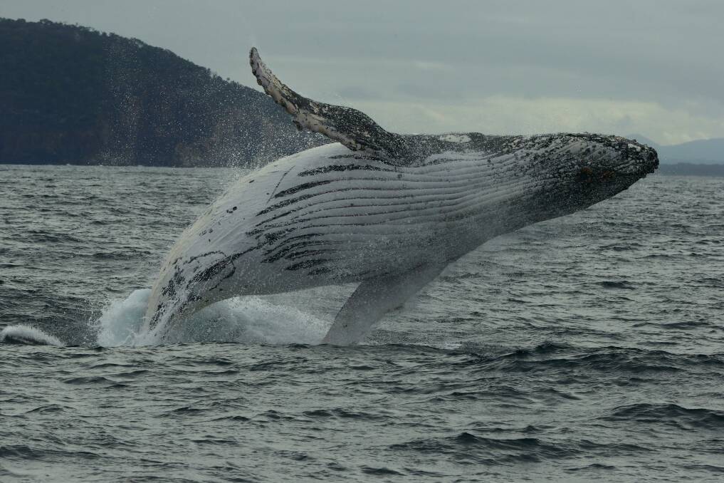 THEY'RE BACK: Michael Butler captured this shot of a breaching whale from Imagines Cruises on Saturday.