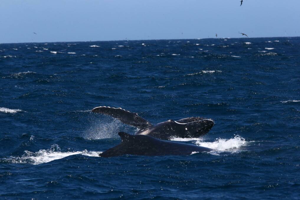 FIRST CALF: A humpback mum and her calf frolic off Port Stephens. Tourism operators are waiting to hear when they can reopen to residents and regional visitors. Picture: Michael Butler/Imagine Cruises