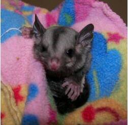 An orphaned squirrel glider in rehabilitation with carers from the Hunter Wildlife Rescue service. 