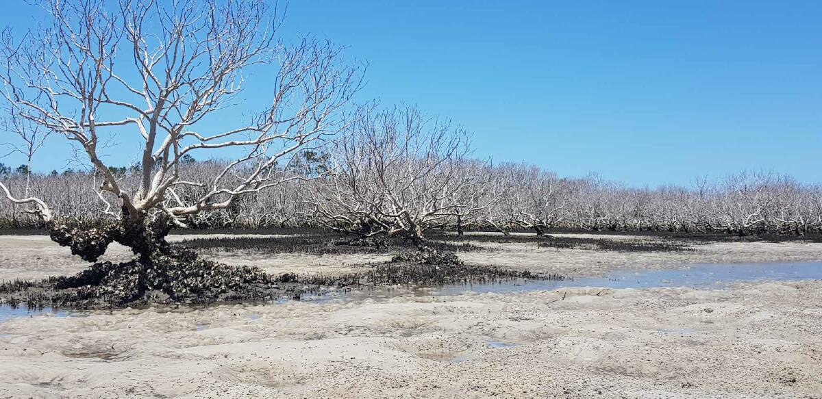 DPI say the most likely cause of the gradual dying of a huge swathe of mangroves inside the Port estuary is hail damage. 