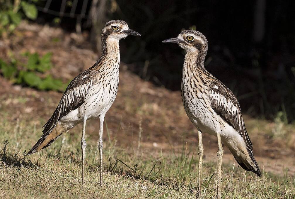 Birdwatchers in Port Stephens have raised concerns that the Australian native bush stone curlew is under serious threat of extinction.