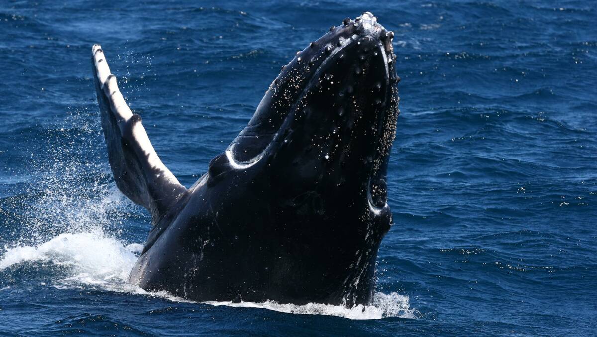 A humpback whale off Port Stephens. Picture: Michael Butler/Imagine Cruises