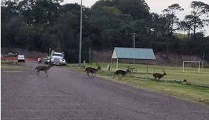 PEST: Wild deer on the run in Raymond Terrace. Picture: Supplied