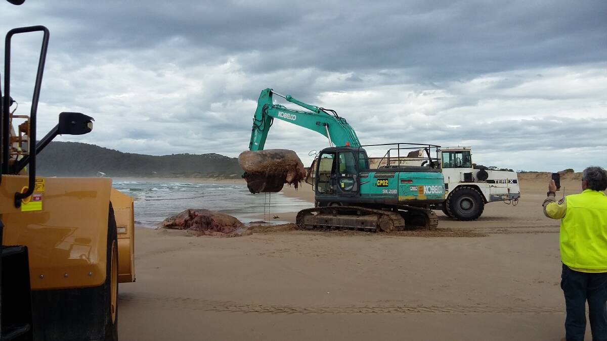 OPERATION REMOVAL: The dead whale was removed from One Mile Beach using a low loader on Thursday. Picture Supplied