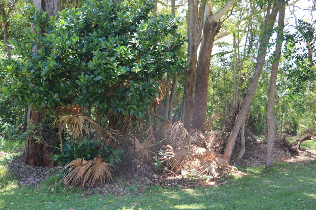 Some of the vandalised bush in the Littoral Rainforest at Soldiers Point.