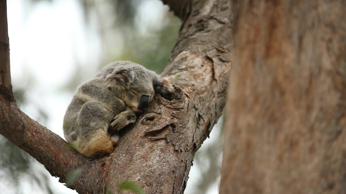 A koala at One Mile. Picture: Marina Neil