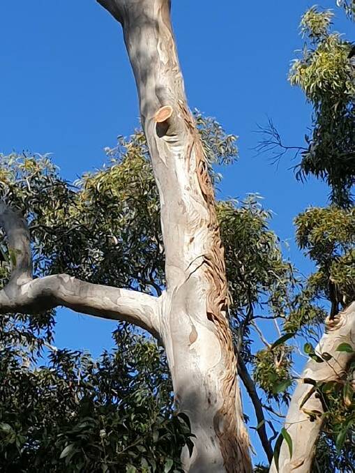 ANGER: One of the trees in the Soldiers Point reserve which had its limbs cut. Pictures: Supplied