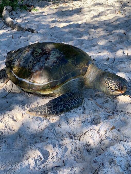 SAD: Image shows the large sea turtle with a cracked shell that washed up on Bagnalls Beach.