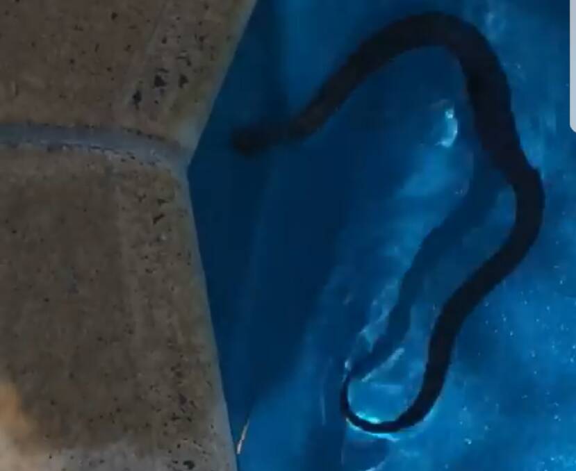 Not so refreshing: Swim turns to nightmare as snake splashes by