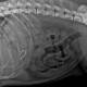 This x-ray shows a barbed fish hook in French bulldog Koko's stomach. Picture supplied