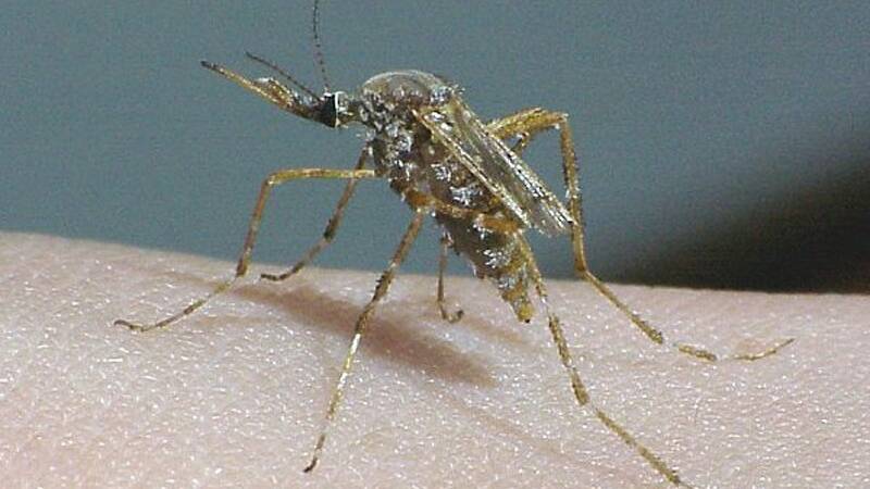 The Hexham grey mosquito eats the salt marsh mozzie. Picture: Stephen L. Doggett 
