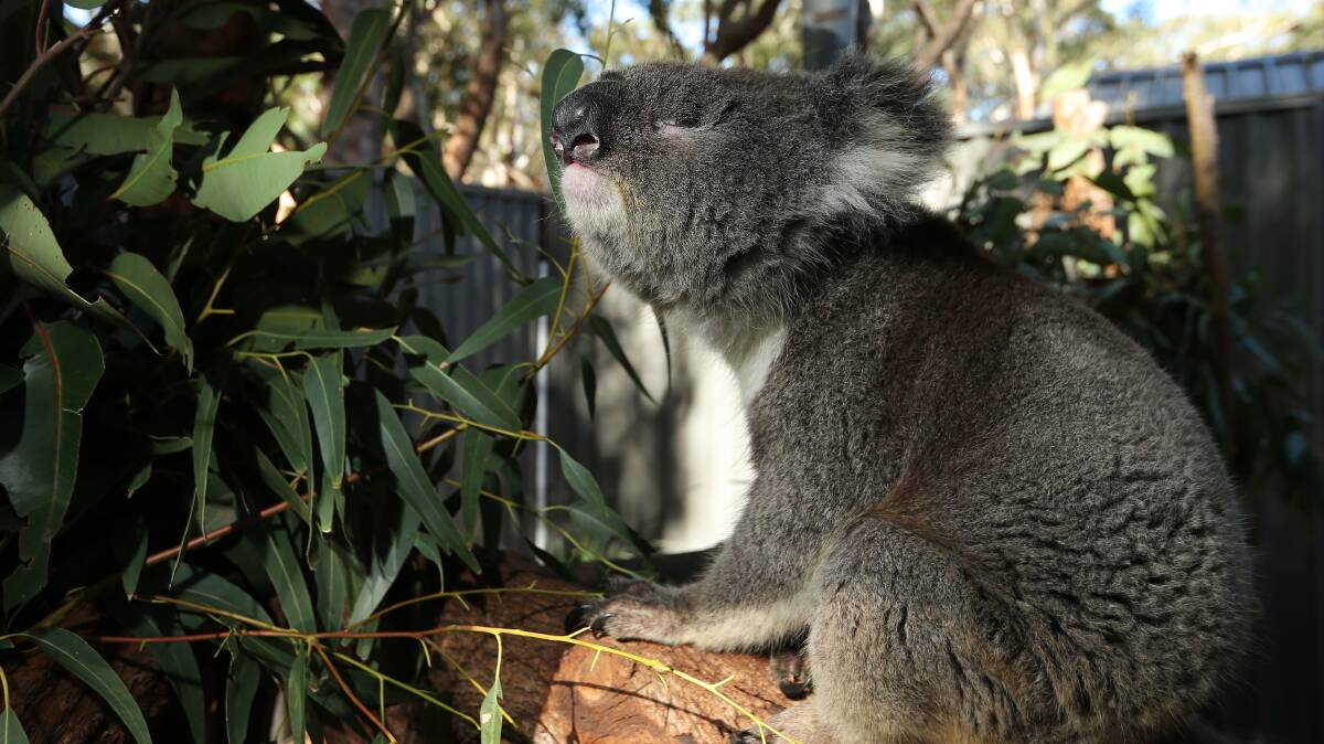 Koalas could be reclassified as endangered. Picture: Simone De Peak