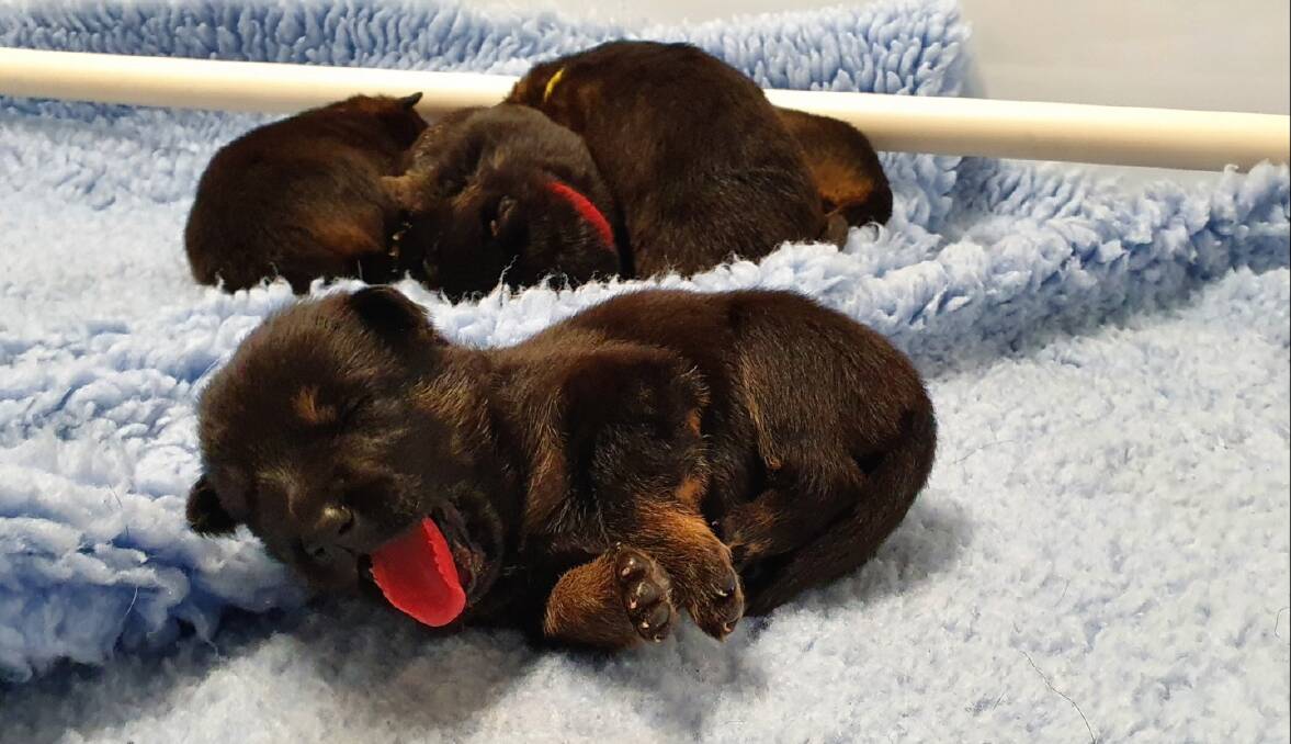ROOKIES: A litter of German Shepherd pups born in May are on their way to becoming the latest recruits. Picture: NSW Police