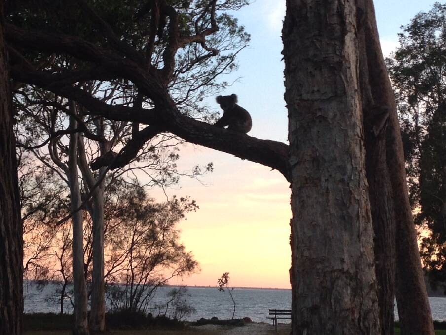 WATER VIEWS: Residents have supplied images of koalas using a Foreshore Drive plot at Port Stephens. The council will consider competing motions on the sale of the land on Tuesday after the site went unused for 40 years.
