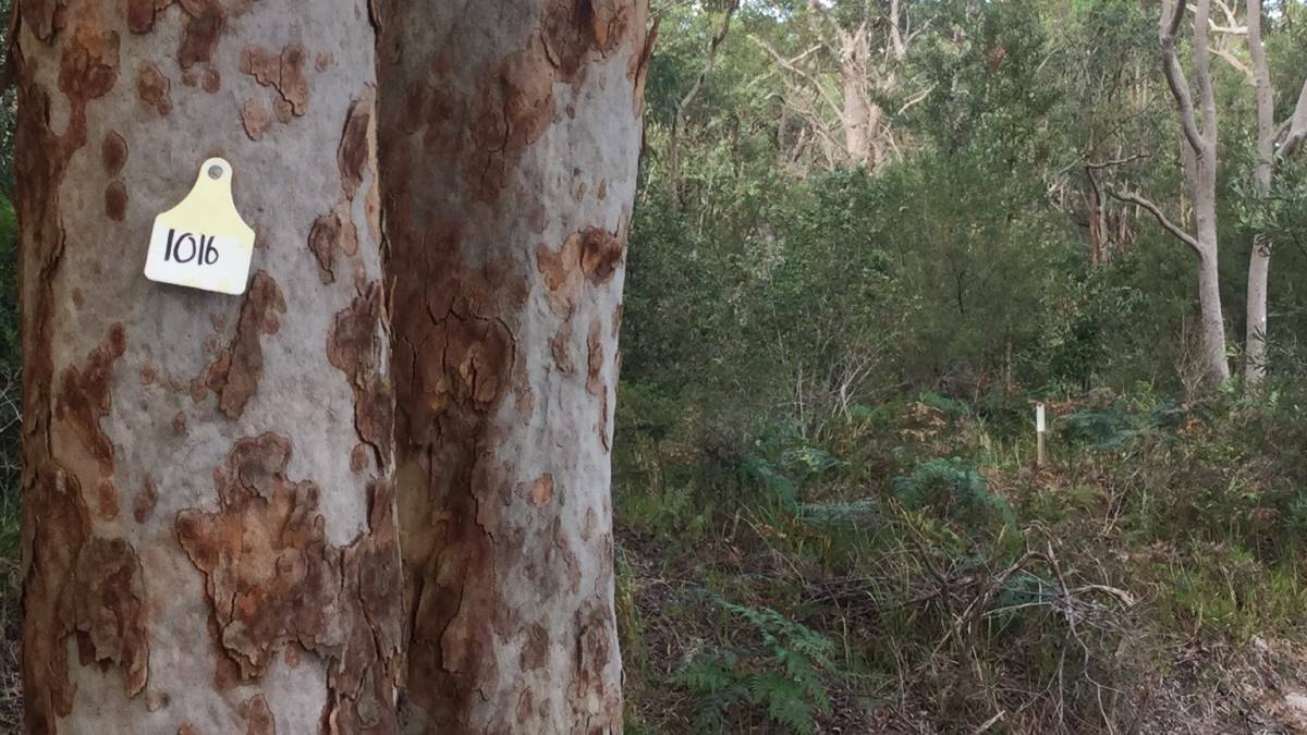 Trees tagged at 182 Port Stephens Drive in late 2017. Picture: Kathy Brown