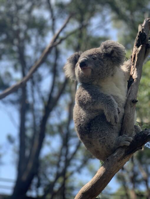 DIFFERENT APPROACH: Geoff Walker believes hazard reduction burns are necessary in protecting the Port's koala population.