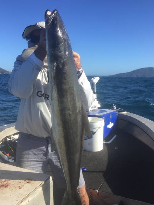 IN FOR A FIGHT: Al Wilson struggles with his giant cobia off Tomaree headland. Picture: supplied.