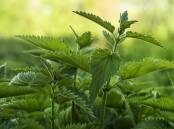 Stinging nettles are possibly more than just a folk remedy. Picture: Shutterstock.
