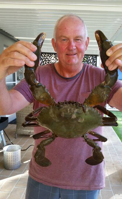 MONSTER MUDDIE: Rod Maher with his thumping Taylors Beach mud crab. Picture: supplied.
