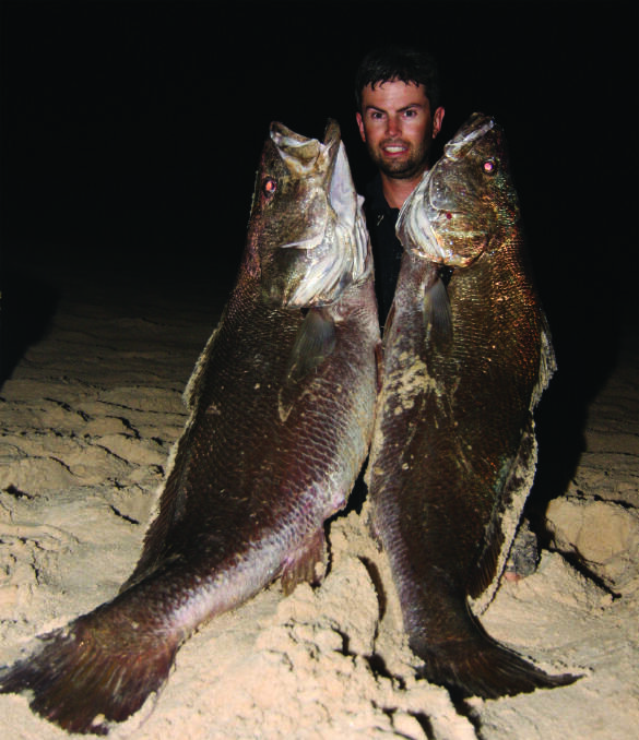 The iconic mulloway: Benny Doolan with a couple of Fingal mulloway. Recreational fishers, who were permitted to take two fish, are now limited to one.
