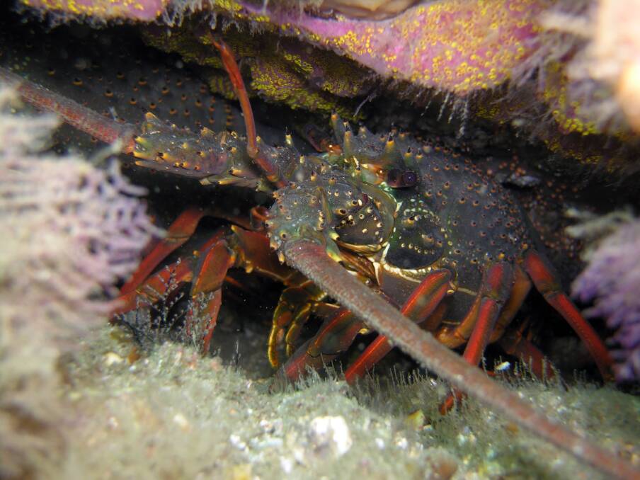 Lobsters, crabs and oyster are targeted by thieves. Photo supplied.