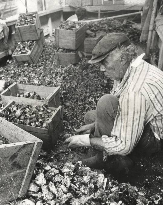 George Ridgeway culling oysters. Picture supplied.