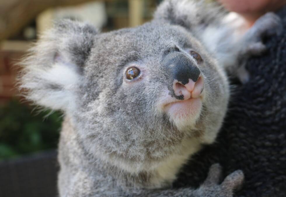 HOPE: 1 year old Sammi's mother was killed by a car. The orphan is now in the care of Port Stephens Koalas. Photo: Kia Woodmore