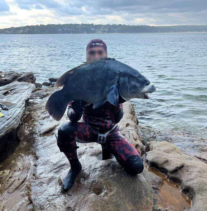 The Blue Groper speared at Hungry Point. Picture supplied