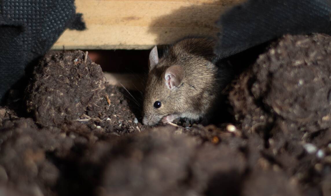 Mice plague makes for a smelly, unending tidal wave of vermin