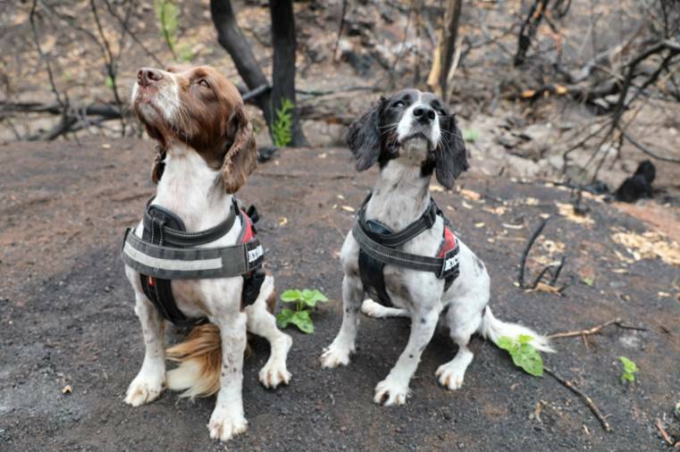 CANINE COOPERATION: Researchers used specialist detection dogs to collect faeces samples from 39 individual koalas in the Port Stephens area for the study.