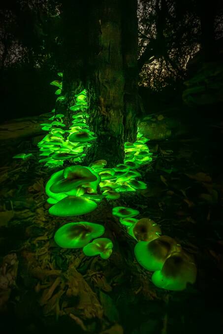 Photographer Collin Douglas captured these stunning imaged of glowing mushrooms on the Central Coast recently. Pictures supplied