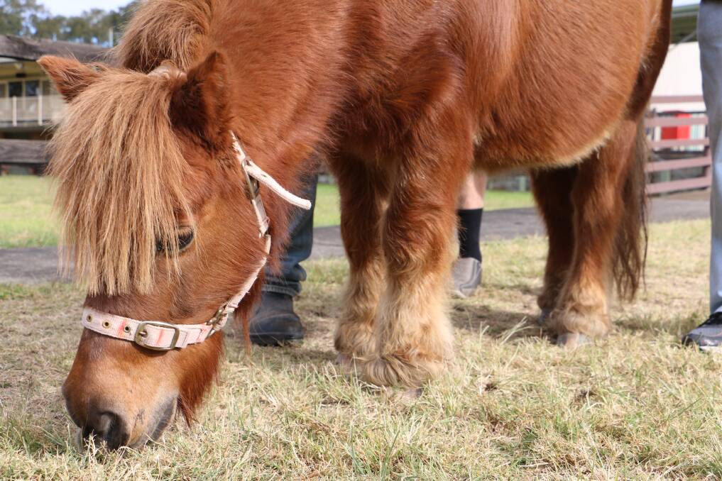 WOAH HORSEY: Rusty, a Shetland pony, is one of the residents of the Raymond Terrace and Lower Hunter Riding for the Disabled Centre. Picture: Ellie-Marie Watts