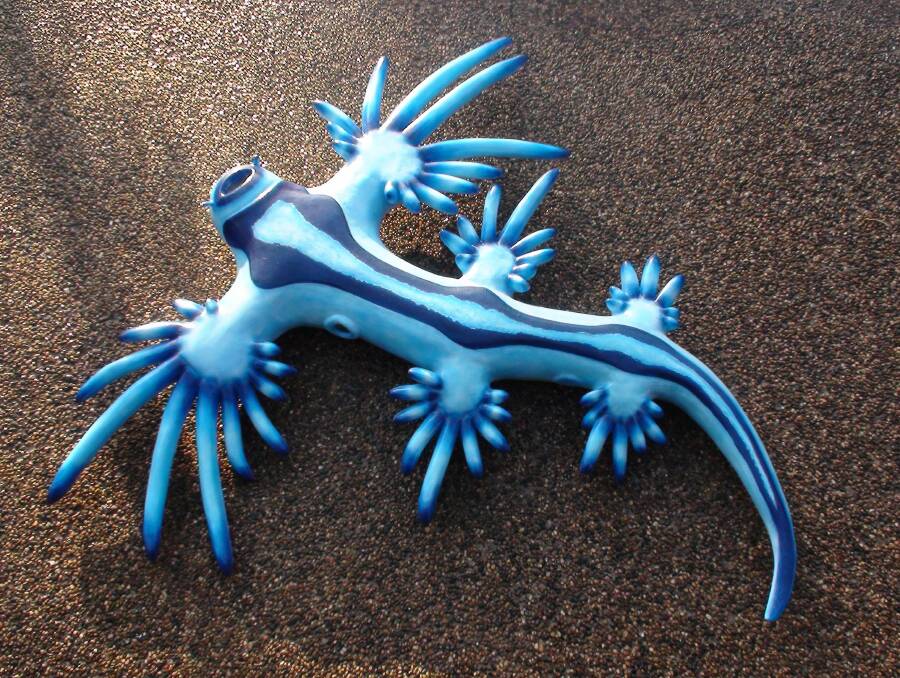 BIG NUDI: Billy the Blue Dragon is around 2.3 metres in length, which is a lot bigger than nudibranchs' normal size of 3cm (the size of a 20 cent coin). 