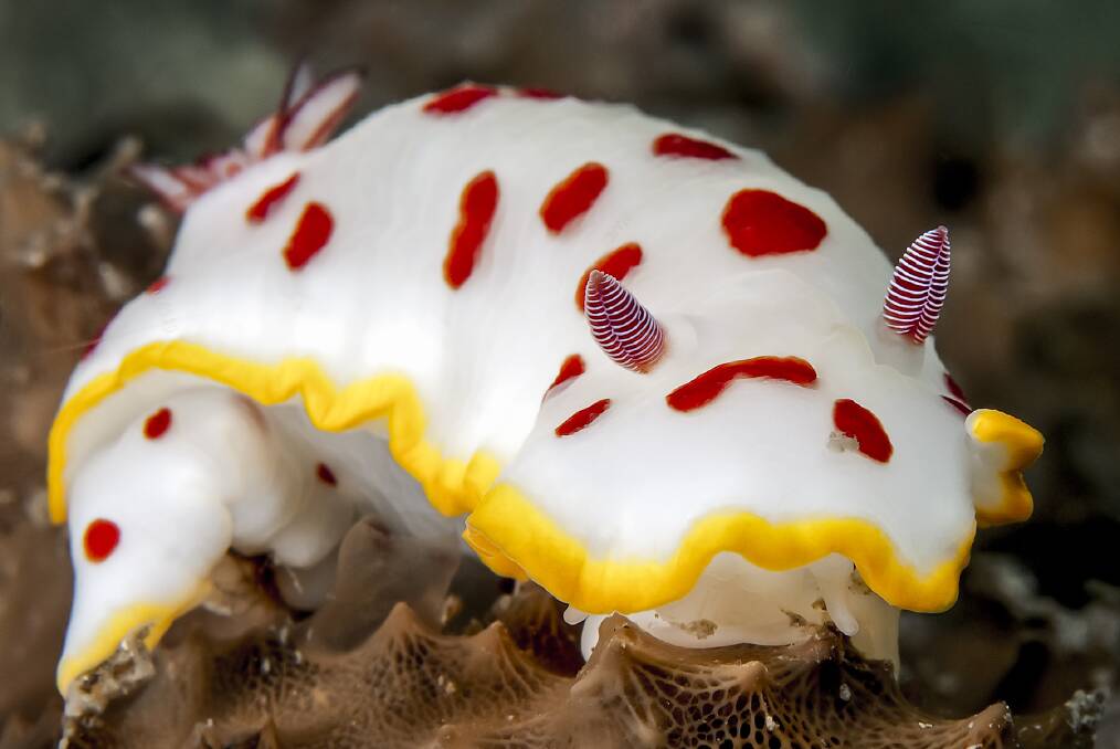 SPOT THE NUDI: A goniobranchus splendidus nudibranch. Picture: Steve Smith